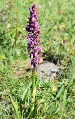 Dactylorhiza incarnata