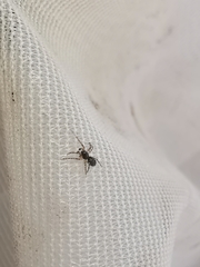 Dipoena melanogaster