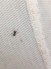 Dipoena melanogaster