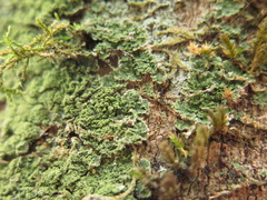 Phyllopsora parvifolia