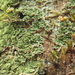 Smallleaf Rainforest Lichen - Photo (c) Alejandro Huereca Delgado, some rights reserved (CC BY-NC-ND), uploaded by Alejandro Huereca Delgado