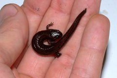 Desmognathus auriculatus