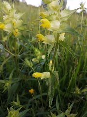 Rhinanthus serotinus