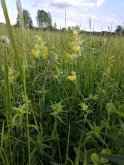 Rhinanthus serotinus
