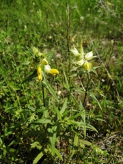 Rhinanthus serotinus