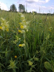 Rhinanthus serotinus
