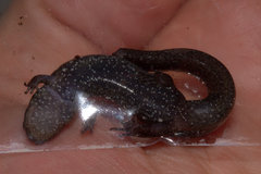 Desmognathus auriculatus