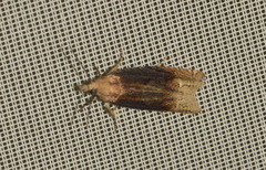 Eucosma balatonana