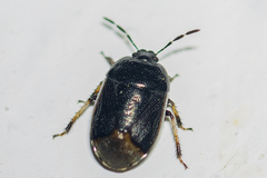 Canthophorus maculipes