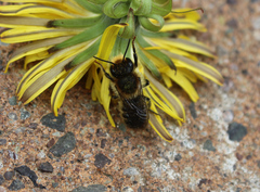 Megachile versicolor