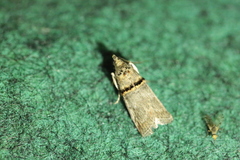 Trachonitis cristella