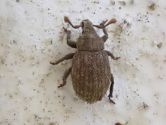 Romualdius scaber