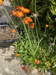 Pilosella aurantiaca