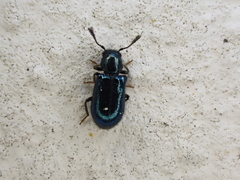 Necrobia violacea