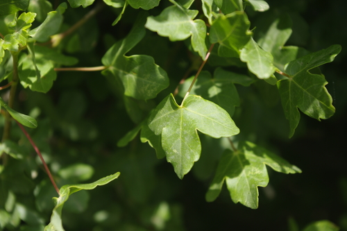 Acer monspessulanum subsp. monspessulanum image