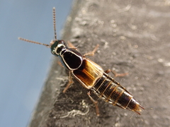 Quedius cinctus