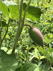 Podophyllum hexandrum