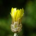 Catananche montana - Photo (c) Rebbas, algunos derechos reservados (CC BY-NC), subido por Rebbas