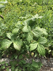 Podophyllum hexandrum