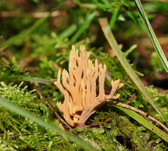 Phaeoclavulina ochracea