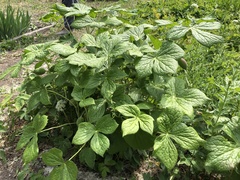 Podophyllum hexandrum