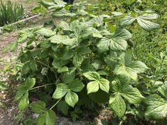 Podophyllum hexandrum