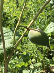 Podophyllum hexandrum