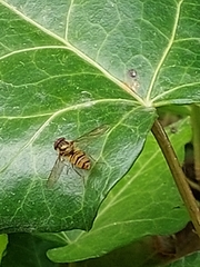 Episyrphus balteatus