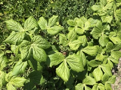 Podophyllum hexandrum