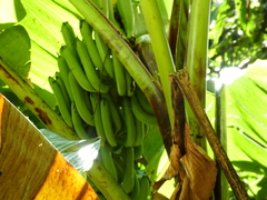 Musa banksii