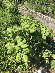 Podophyllum hexandrum