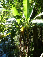 Musa banksii