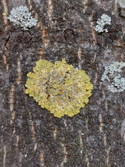Xanthoria parietina