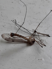 Tipula paludosa
