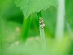 Syricoris