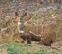 Tragelaphus scriptus
