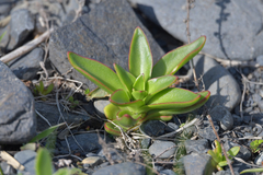 Orostachys maximowiczii