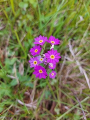 Primula farinosa