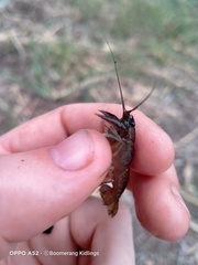 Parastacoidea
