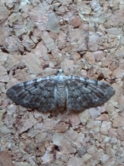 Eupithecia abietaria
