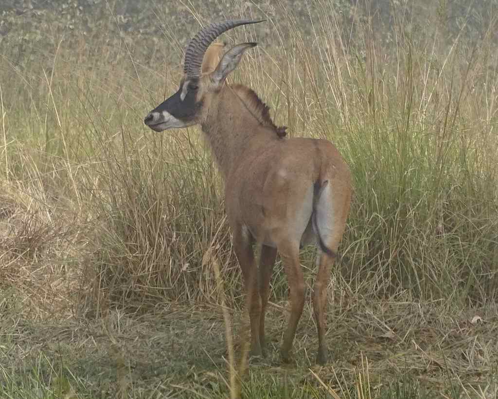 Hippotragus equinus, Tanguiéta, Benin, by oebenin