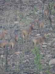 Alcelaphus buselaphus major