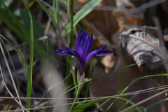 Iris uniflora