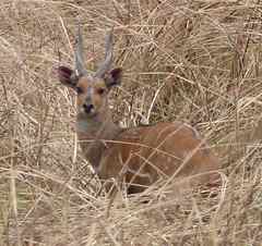 Tragelaphus scriptus