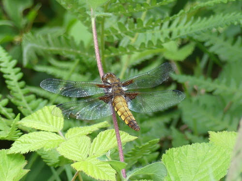 Dragonfly