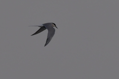 Sterna hirundo longipennis