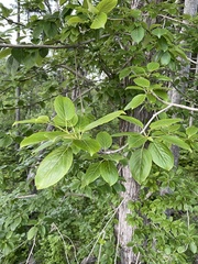 Populus maximowiczii