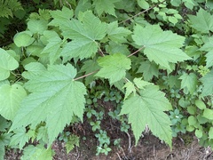Acer ukurunduense