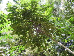 Polyscias diversifolia