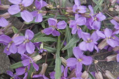 Erysimum pallasii